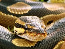 Phacochère‚ serpent