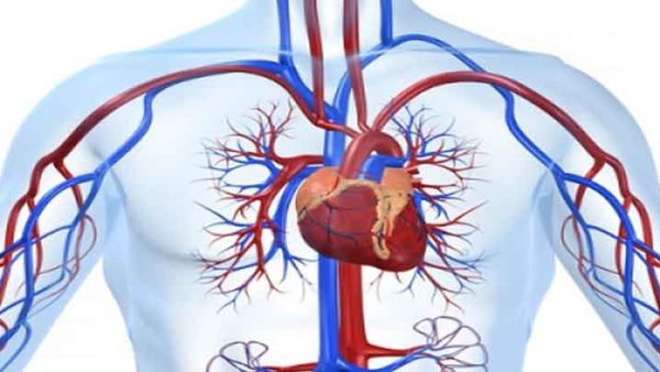 RECEBS: Sistema Circulatório ou Cardiovascular