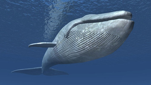 Les baleines bleues