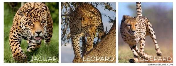 Guépard, jaguar, léopard