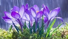 Le langage des fleurs (3)
