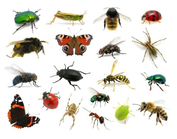 Des animaux, insectes et autres ... (3) - 3A