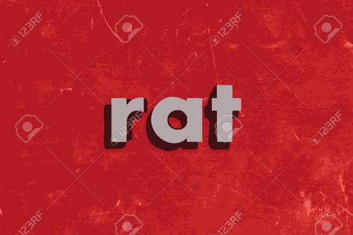 Rat, coq