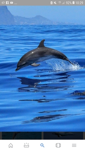 Les dauphins (4)