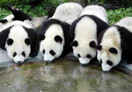 Sur les pandas