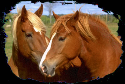 Les chevaux d'amour
