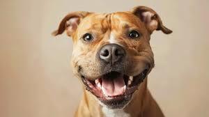 Expression de chien