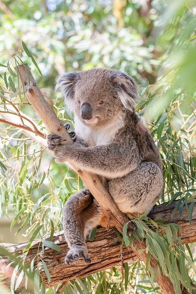 Les koalas : vous saurez tout !