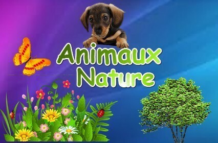 Animaux méconnus : Le dik-dik
