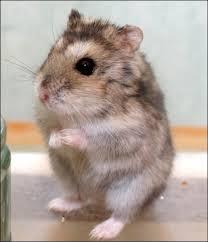 Le hamster russe