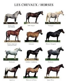 Races chevaux