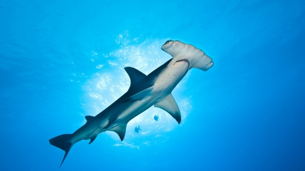 Le grand requin marteau‚ le gendarme
