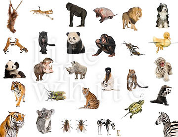 Les animaux en anglais (3)