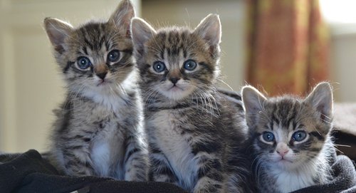 Quiz Les petits des animaux | Nature, Animaux