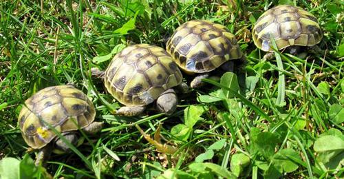 Les tortues terrestres