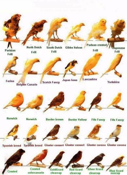 Expressions autour des oiseaux