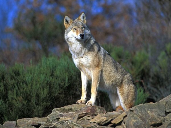 Les loups, leur vraie nature et informations