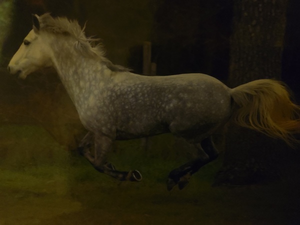 chevaux ou poney ?