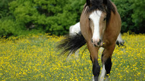 Quarter horse - real colors (chevaux)