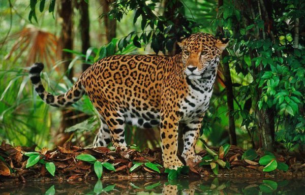 Guépard, jaguar, léopard