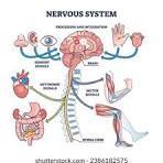 Les nerfs dans le corps humain