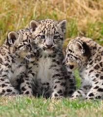 La Limace léopard