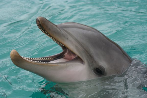 Le dauphin (commun à bec court)