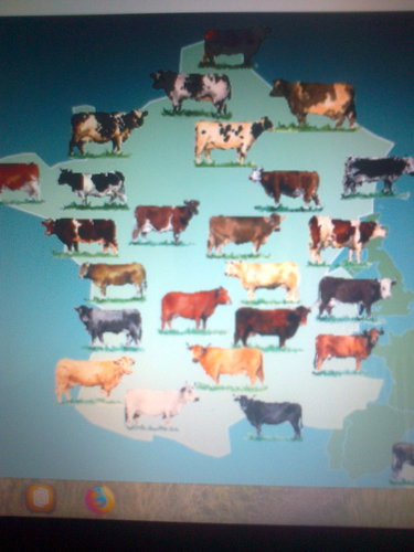 quiz race bovine du monde nature animaux