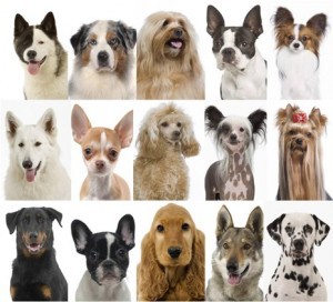 Les différentes races de chiens