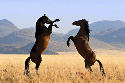 Equitation, chevaux (1) - 2A