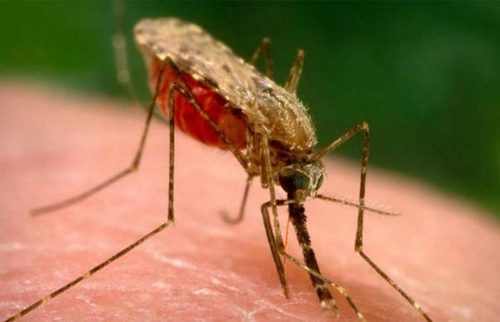 Malária