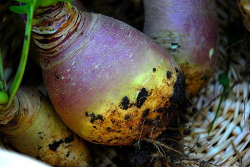 Les légumes d'antan (d'autrefois) qui font leur retour (3) : Le topinambour - 2A