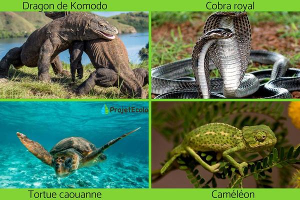 Méli-Mélo - Les Reptiles