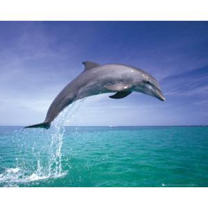 Les dauphins (2)