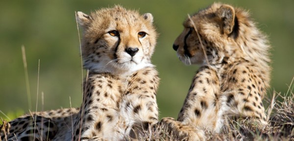 Le nombre de pattes vous aidera à trouver le nom de l'animal