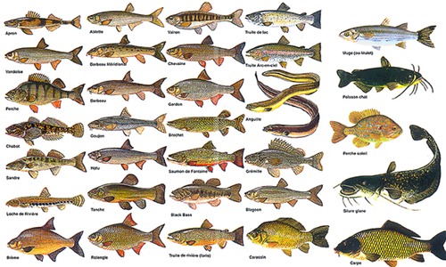 Les poissons au nom original (5)