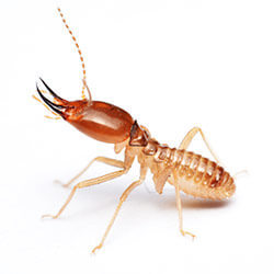 Une termite‚ la musaraigne