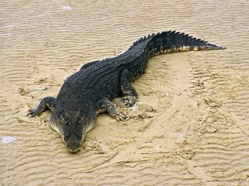 Alligator et crocodile - 9A