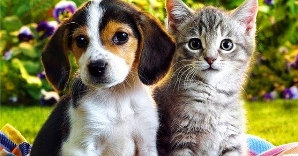 Qui, des chiens ou des chats, sont les plus ... ?