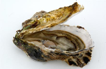 Les huîtres (2) - 5A