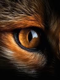 A qui sont ces yeux 1