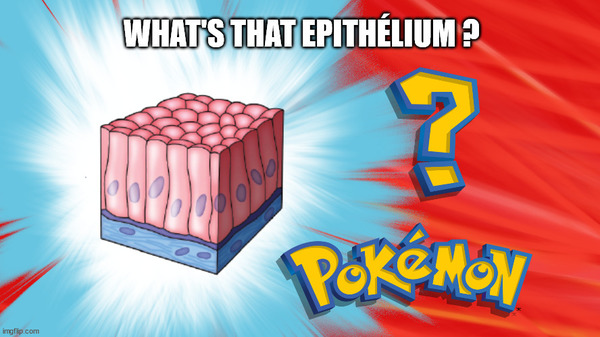 What's that épithélium?