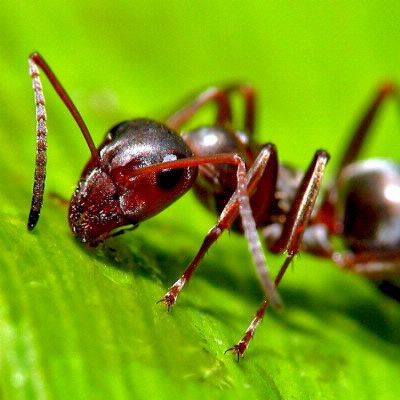La fourmi jaune