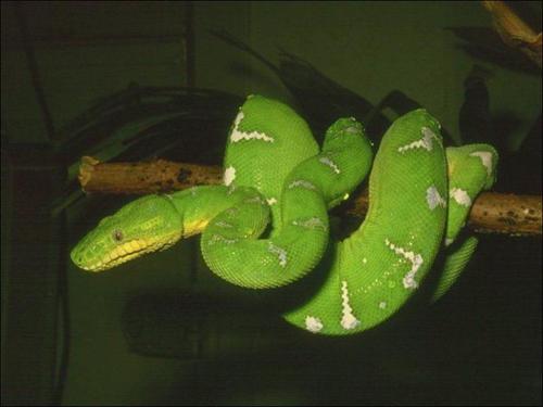 Les serpents les plus dangereux du monde (1) - (2009)