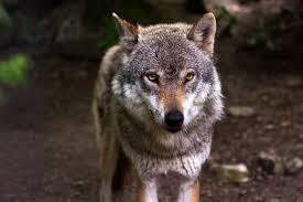 Loup et expressions