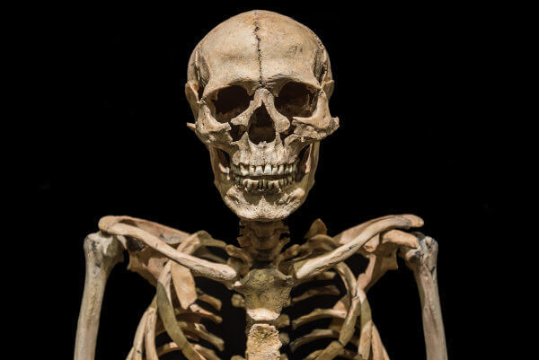 Anatomia esqueletica