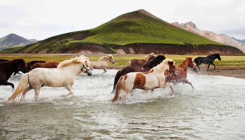 Connais-tu vraiment les râces de chevaux et poney ?