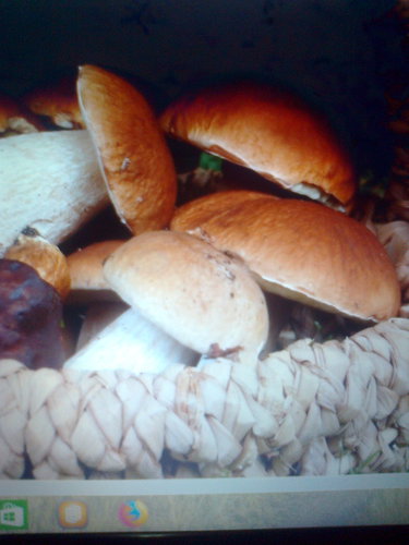 Les champignons comestibles et vénéneux (2)