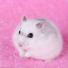 Hamster, cigogne blanche