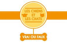 CHATS - CHIENS OU LAPINS (4)